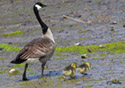 Branta canadensis